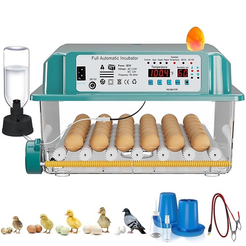 Egg incubator eggs - incubator,