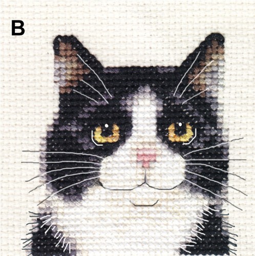 Black white tuxedo - tuxedo, cat