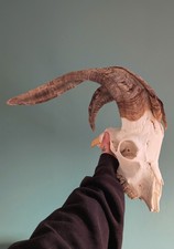 Goat Skull, Skulls, Bones