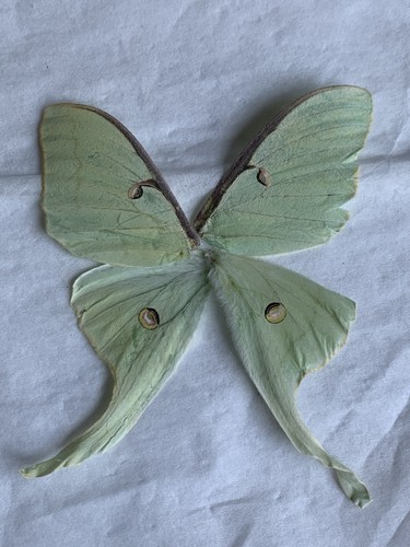 Set green luna moth wings - set,