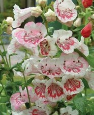 Penstemon ice cream - penstemon,