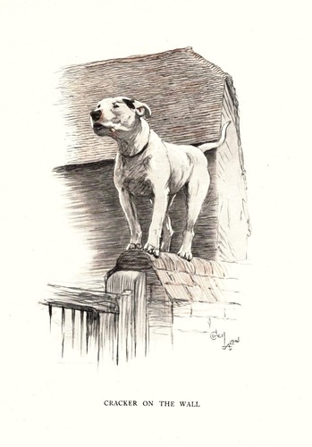 Vintage bull terrier print - bull,