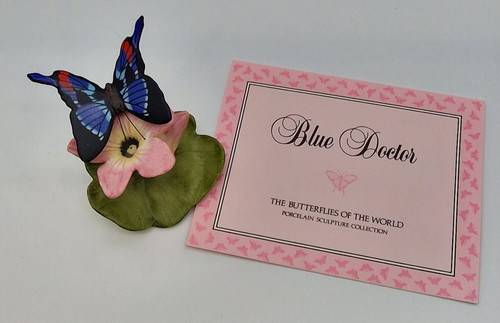 Blue doctor butterflies - -, of