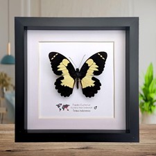 Framed papilio euchenor (front