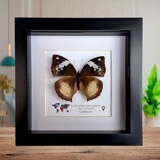 Framed african leaf - african, butterfly