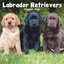 Labrador Retriever Puppies Mini Calendar 2026 - Dogs - Month To View