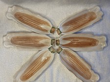 Vintage Corn on the Cob Dishes