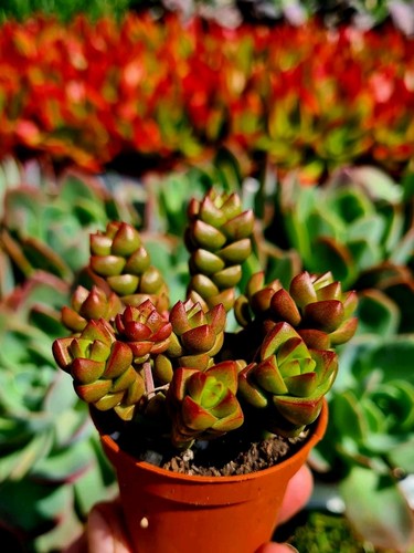 Crassula marchandii - x, |