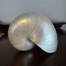 Vintage Polished White Pearl