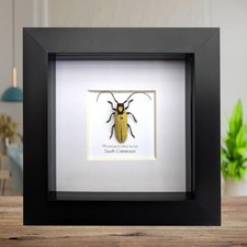 Prosopocera lucia longhorn