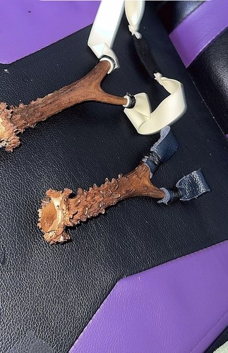 Full deer antler with - (,