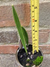 Medjool Date Palm Tree x2