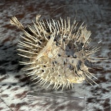 Vintage Real Taxidermy Hanging Puffer Fish Collectible