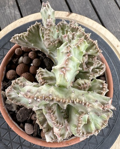Euphorbia lactea cristata - euphorbia,