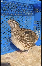 Eating Quail Eggs Pack Of 8