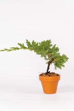 Juniper Nana Mame Bonsai
