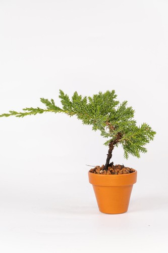 Juniper nana mame - mame, bonsai