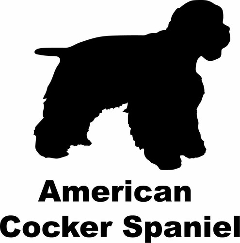 American cocker spaniel - american,