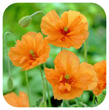 Papaver rupifragum 'Tangerine Gem' x 6 Large Plug Plants Hardy Perennial Poppy