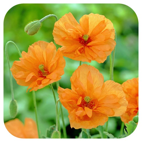 Papaver rupifragum tangerine - papaver, 'tangerine