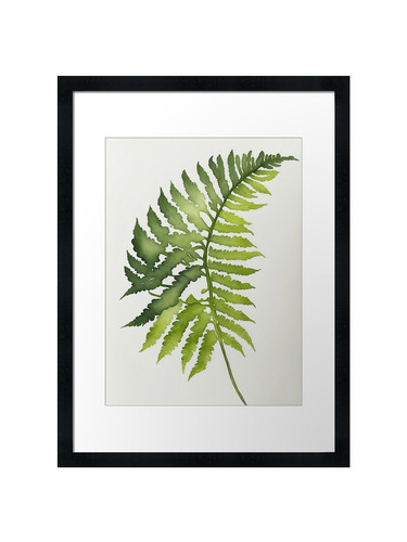 Watercolour green fern leaf - watercolour,