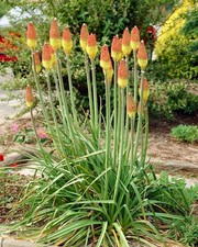 Kniphofia Red Hot Poker –