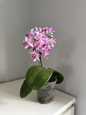 Phalaenopsis Purple Splash