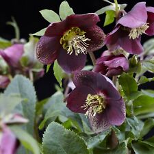Suttons Garden Hellebore