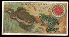 Tobacco Card, Ogdens, BOY SCOUTS, 3rd Series 1912 Blue Back, Frog & Toad, #133