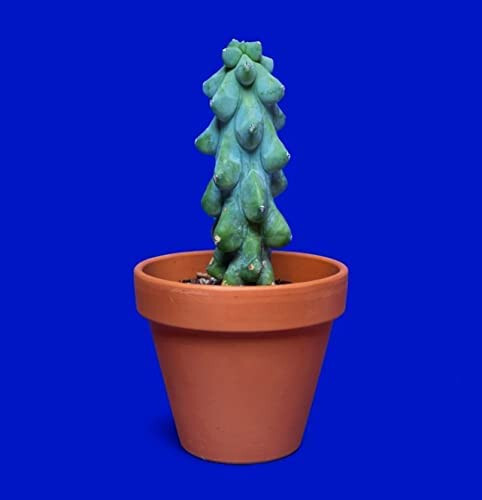 Rare myrtillocactus - rare,