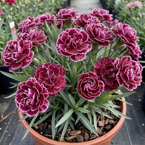 Carnation capitan colon - carnation,