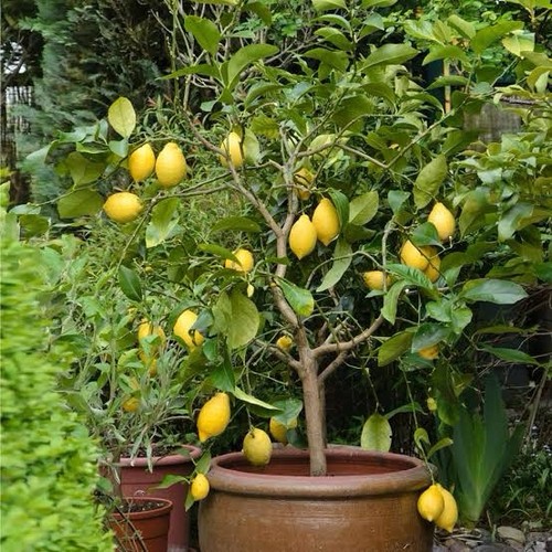 Lemon tree citrus limon - tree,,