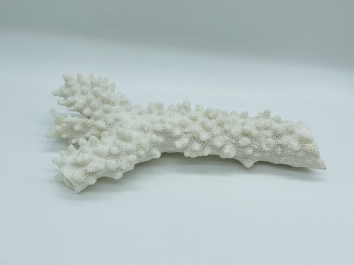 Dry coral reef rock - dry,