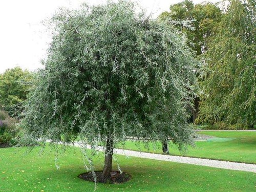Weeping silver pear - pear, pyrus