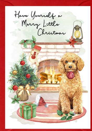 Poodle dog 4 x - (apricot),