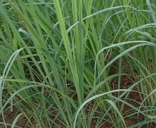 Lemon Grass  Herb plant 9cm