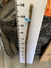 BLACKTHORN WALKING STICK SHANK