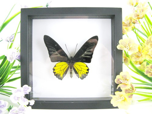 Birdwing with beautiful - birdwing,