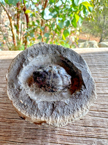 Fossil crab - fossil,