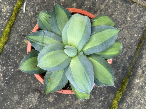 Agave parryi huachucensis - agave,