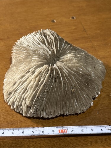 Mushroom brain sea - brain,