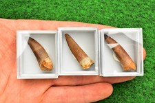 Spinosaurus Dinosaur