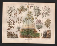 Chromo Lithograph 1897: Steppe Plants. Stipa tenacissima Sarcocaulon rigidum