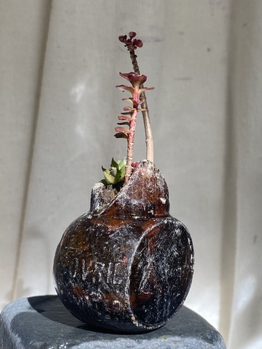 Bonsai - ,