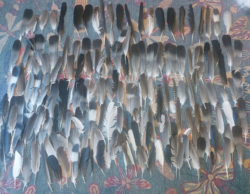 175 feathers natural - 175,