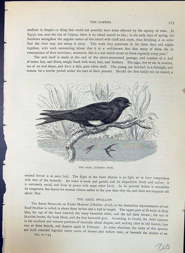 Antique old print ariel - antique,