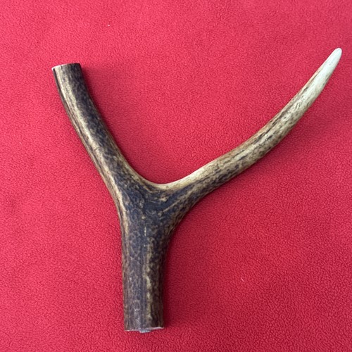 One piece deer antler - one,