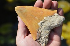 Beautiful, Genuine  4.6"