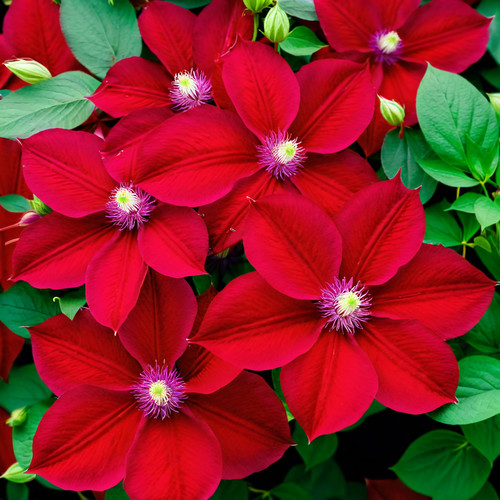 Bright red clematis seeds - bright,