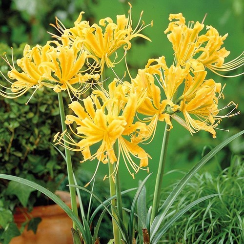 Nerine lily lycoris - nerine, yellow